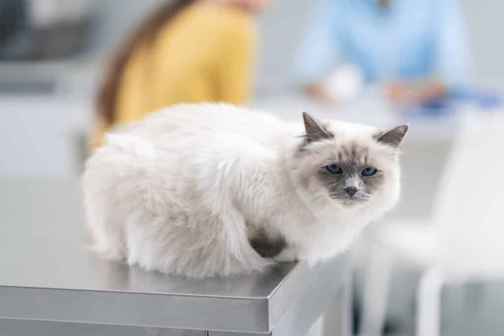 Beautiful long hair car lying on the examination table at the vet clinic, the doctor and the owner are talking in the background