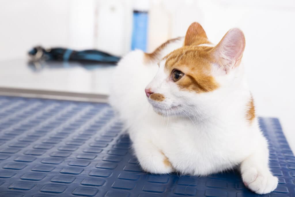 brown and white cat on the table of a veterinarian's office