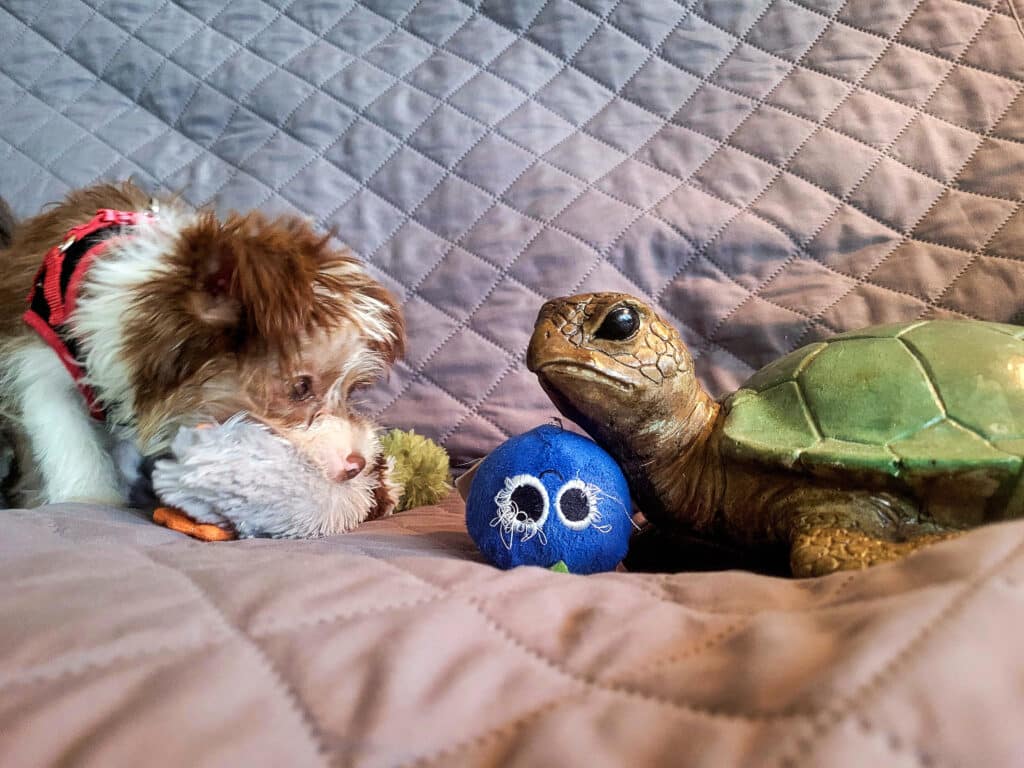 Votre clinique vétérinaire à Saint-Laurent-du-Var