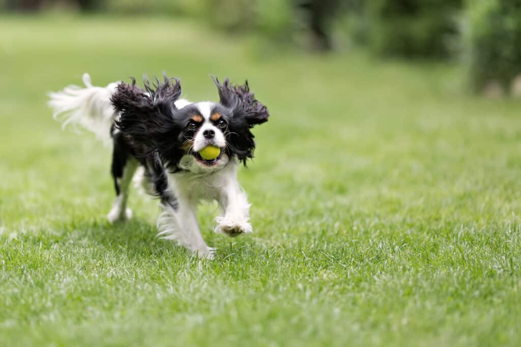 Cute dog playing with ball and running in the garden.