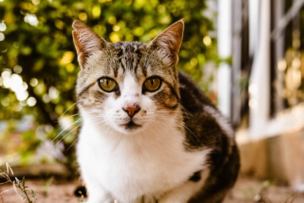 Domestic cat looking at camera