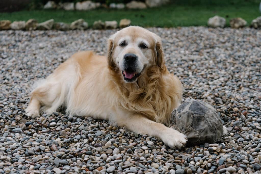 Golden retriever lying on gravel with its soccer ball, enjoying a moment of rest after playing
